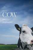 Cow DVD Release Date